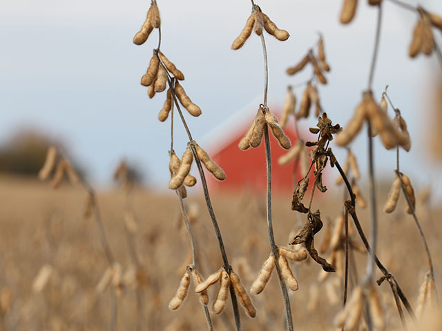 Did your beans suffer from sudden death syndrome, white mold or other diseases in 2015? Time to plan ahead for 2016. (DTN photo by Pamela Smith)